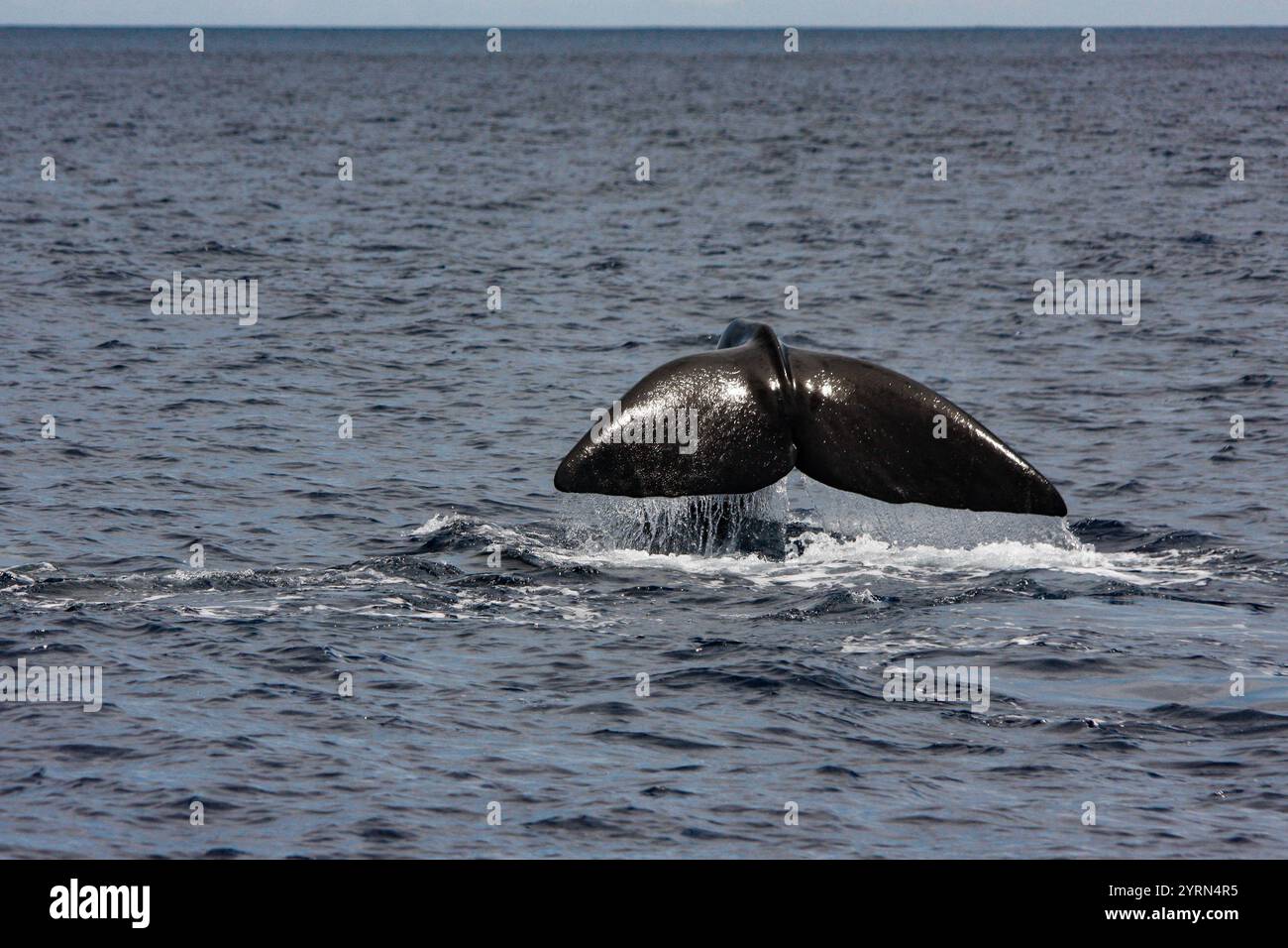 Sperm Whale Tail Breaching the Ocean Surface in a Calm Marine ...
