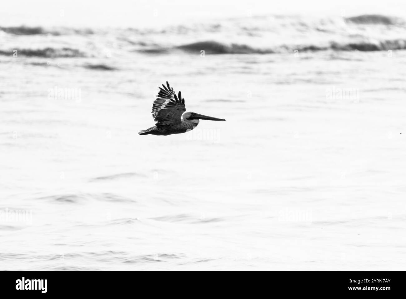Brown Pelican (Pelecanus occidentalis) flying along the Mexican coast Stock Photo