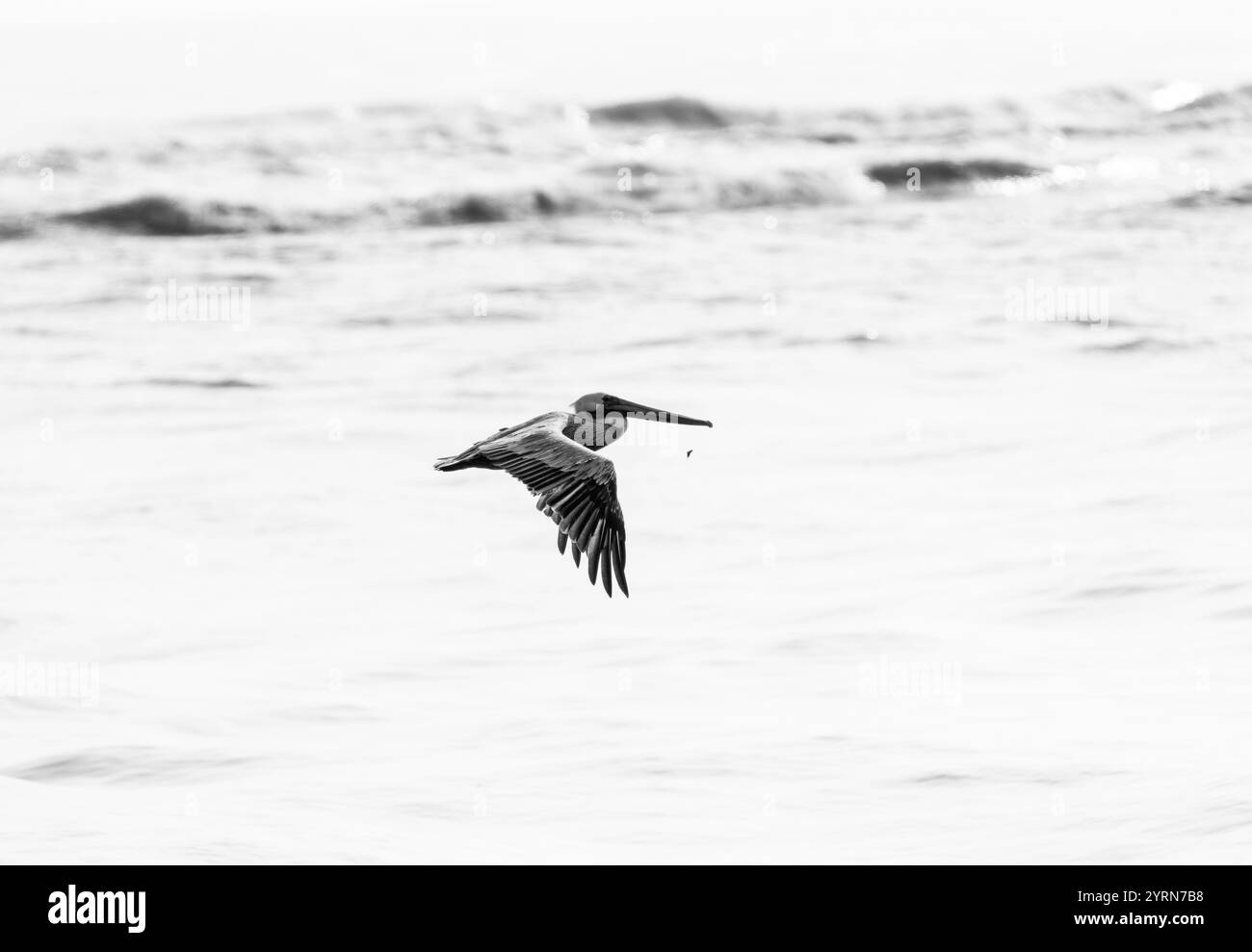 Brown Pelican (Pelecanus occidentalis) flying along the Mexican coast Stock Photo