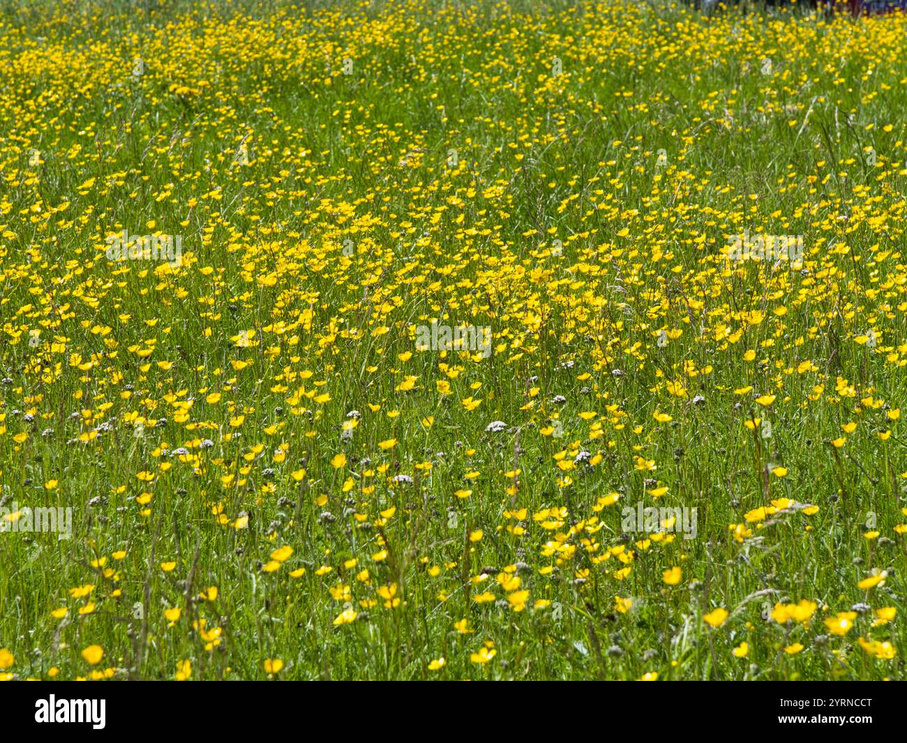 Field buttercups other wildflowers hi-res stock photography and images ...