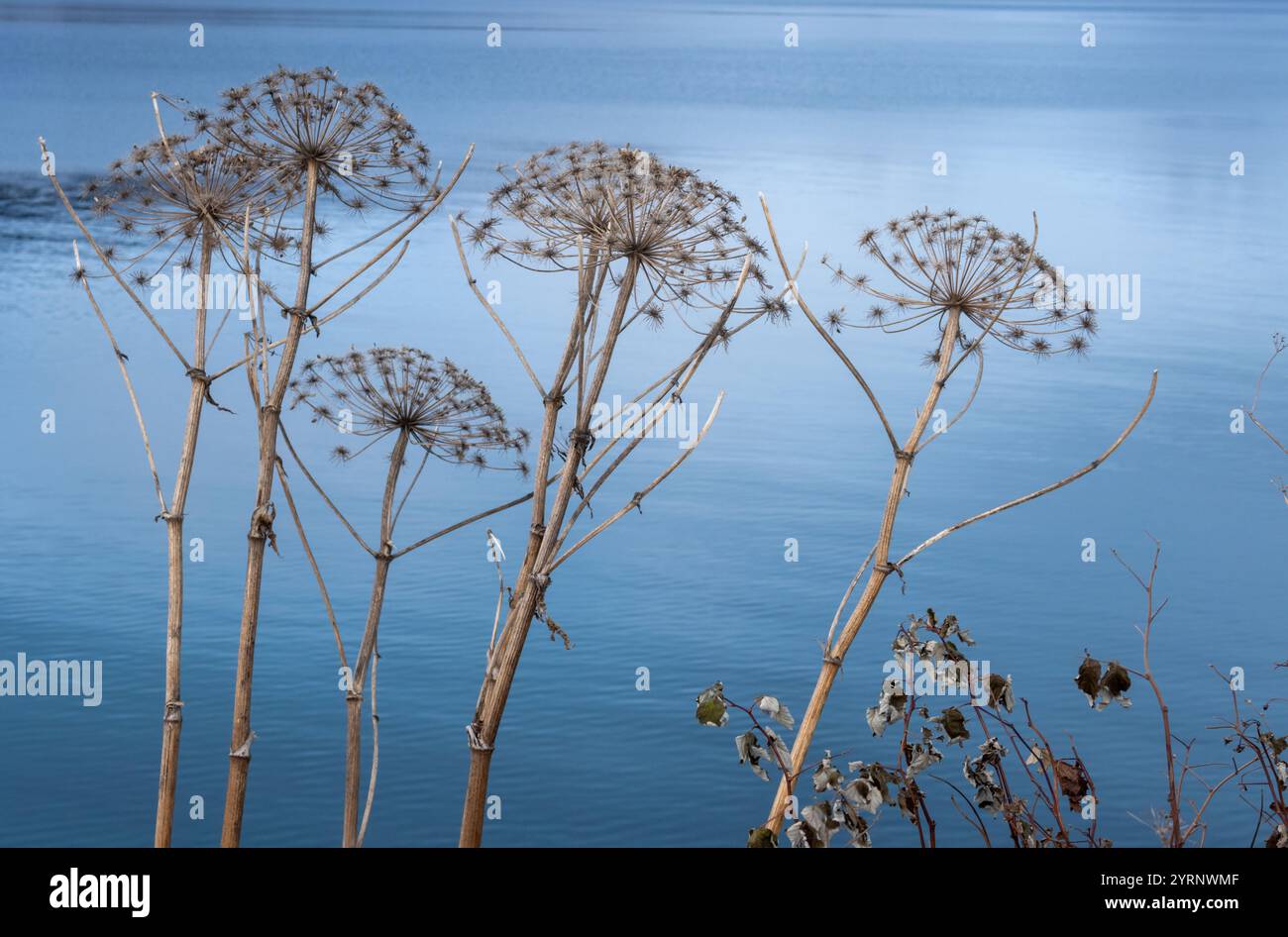 Detail of dry plants on the coast of the Norweigan sea (Arctic ocean). Blue tones of the water in the background. Harstad, Norway. Stock Photo