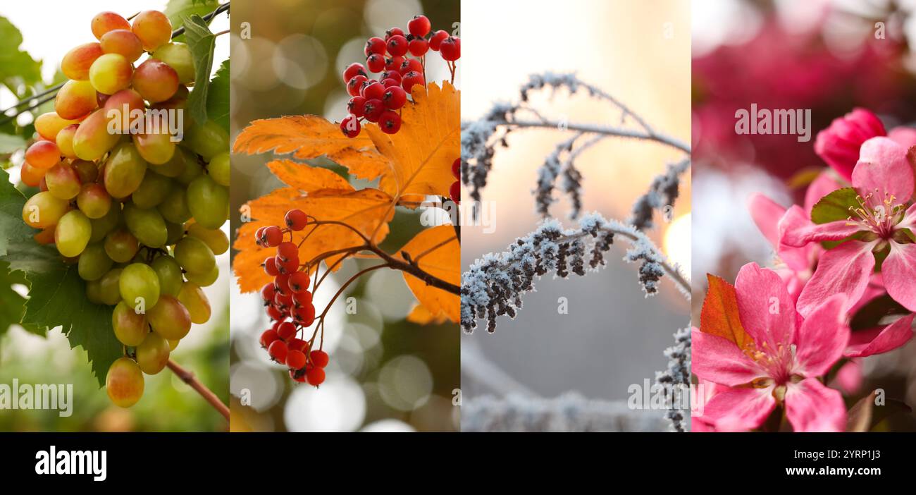 Four seasons, collage. Beautiful photos of nature during spring, summer ...