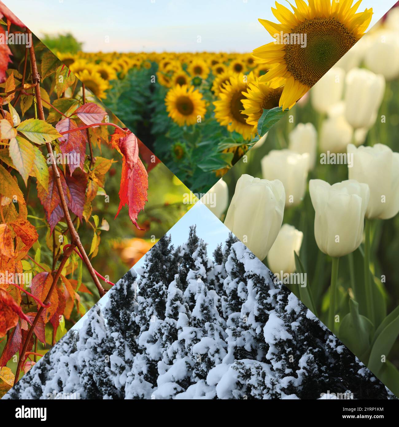 Four seasons, collage. Beautiful photos of nature during spring, summer ...