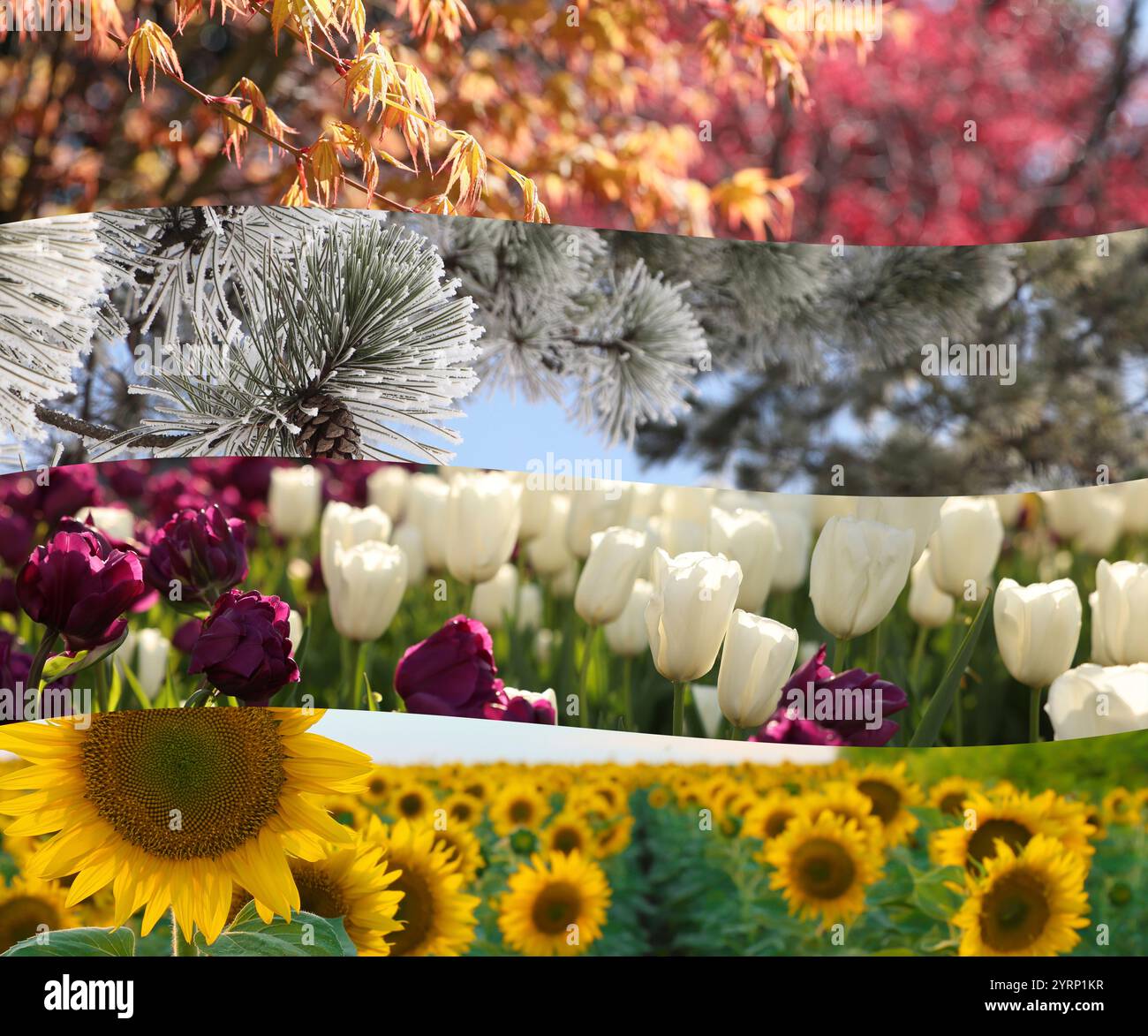 Four seasons, collage. Beautiful photos of nature during spring, summer ...