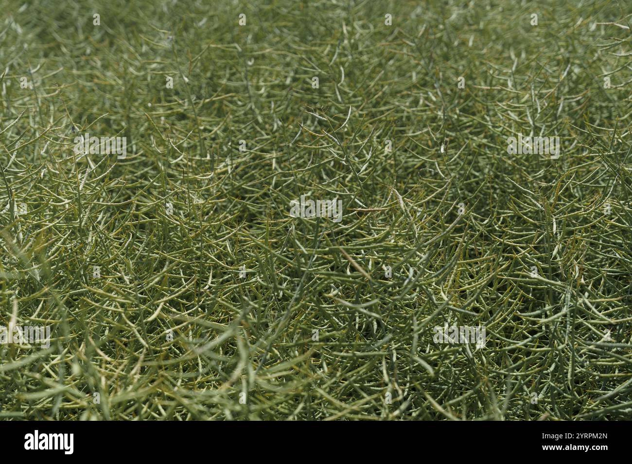 A close-up macro shot of green grass with fine, needle-like leaves, showcasing intricate details and textures in vibrant shades of green. Stock Photo