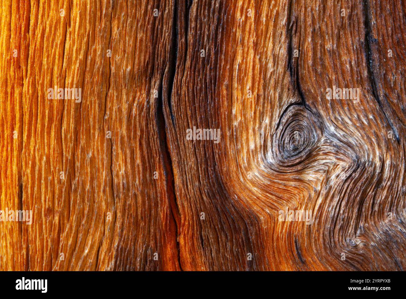 Pine Tree Struct Range of plant structures hi-res stock photography and images - Alamy