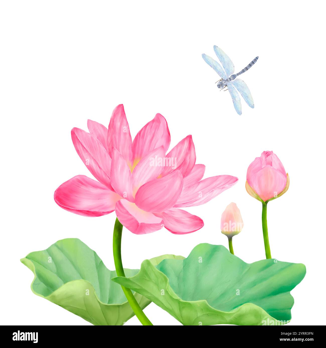 Lotus flower with pink petals and bud with dragonfly sitting on it ...