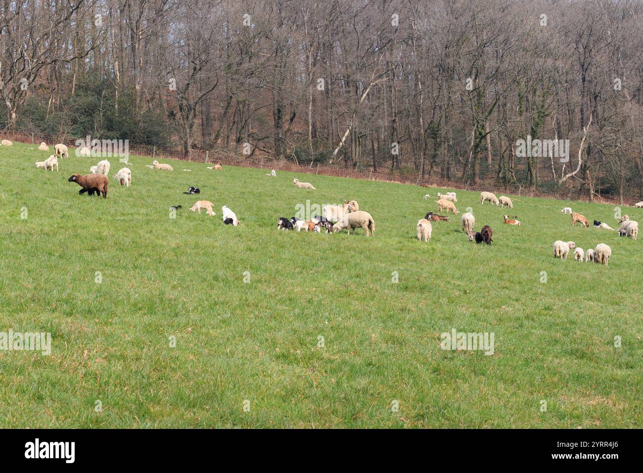 Sheep In Spring Sheep grazing in a field in early spring in Germany. Concept of ...