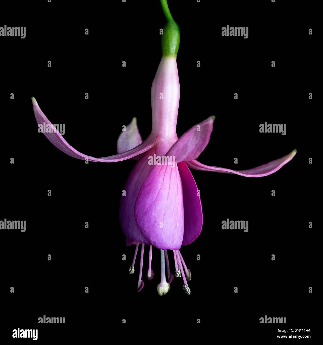 Fuchsia Flower portrait with black background Stock Photo