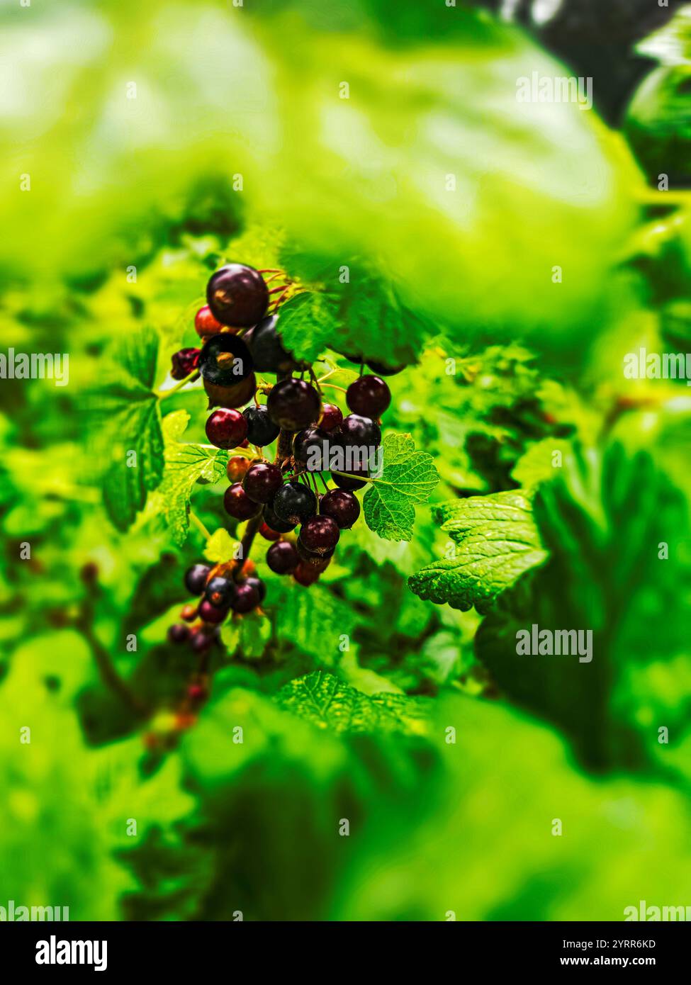 Blackcurrants on the bush Stock Photo