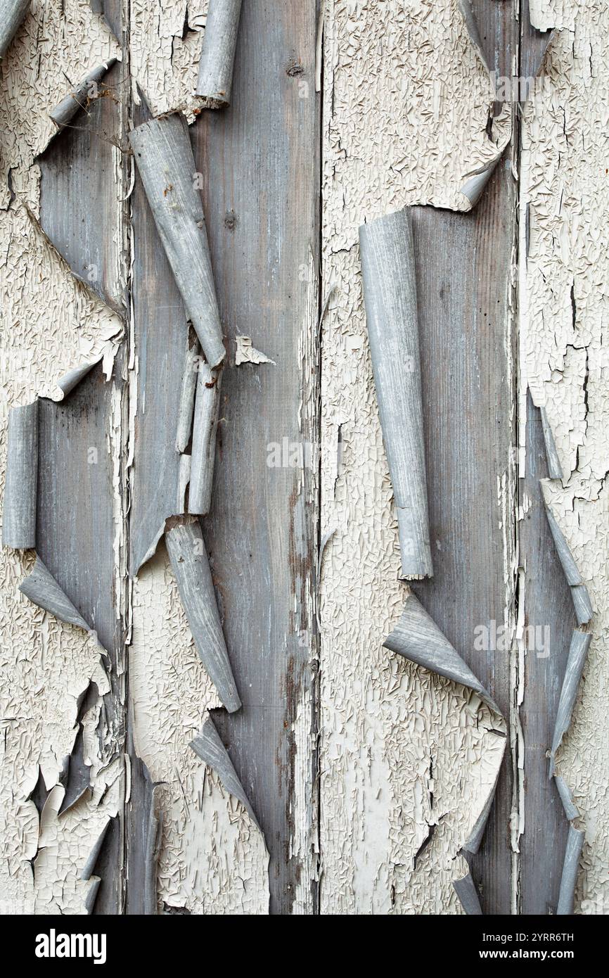 Peeling paint on an old wooden paneled tounge and groove door Stock Photo