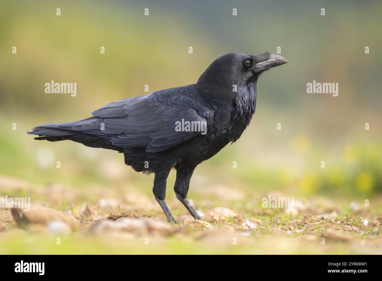 Common raven (Corvus corax) on a meadow in autumn, Pyrenees, Catalonia, Spain, Europe Stock Photo