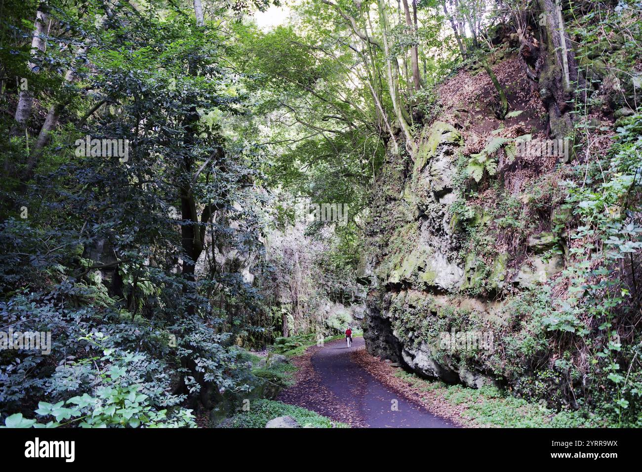 A narrow path leads through a dense forest with tall trees and rocks ...