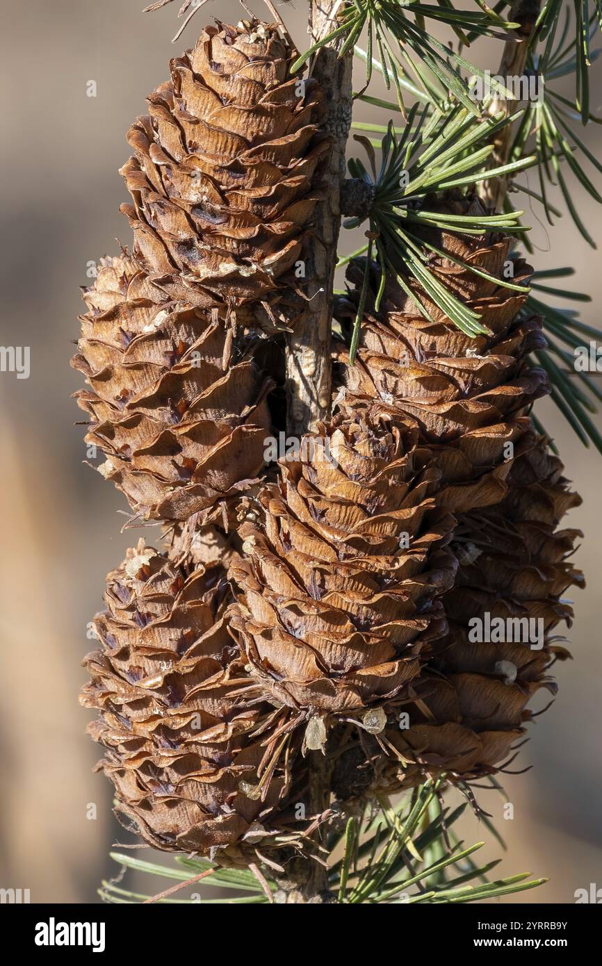 Pine cones on a branch Stock Photo