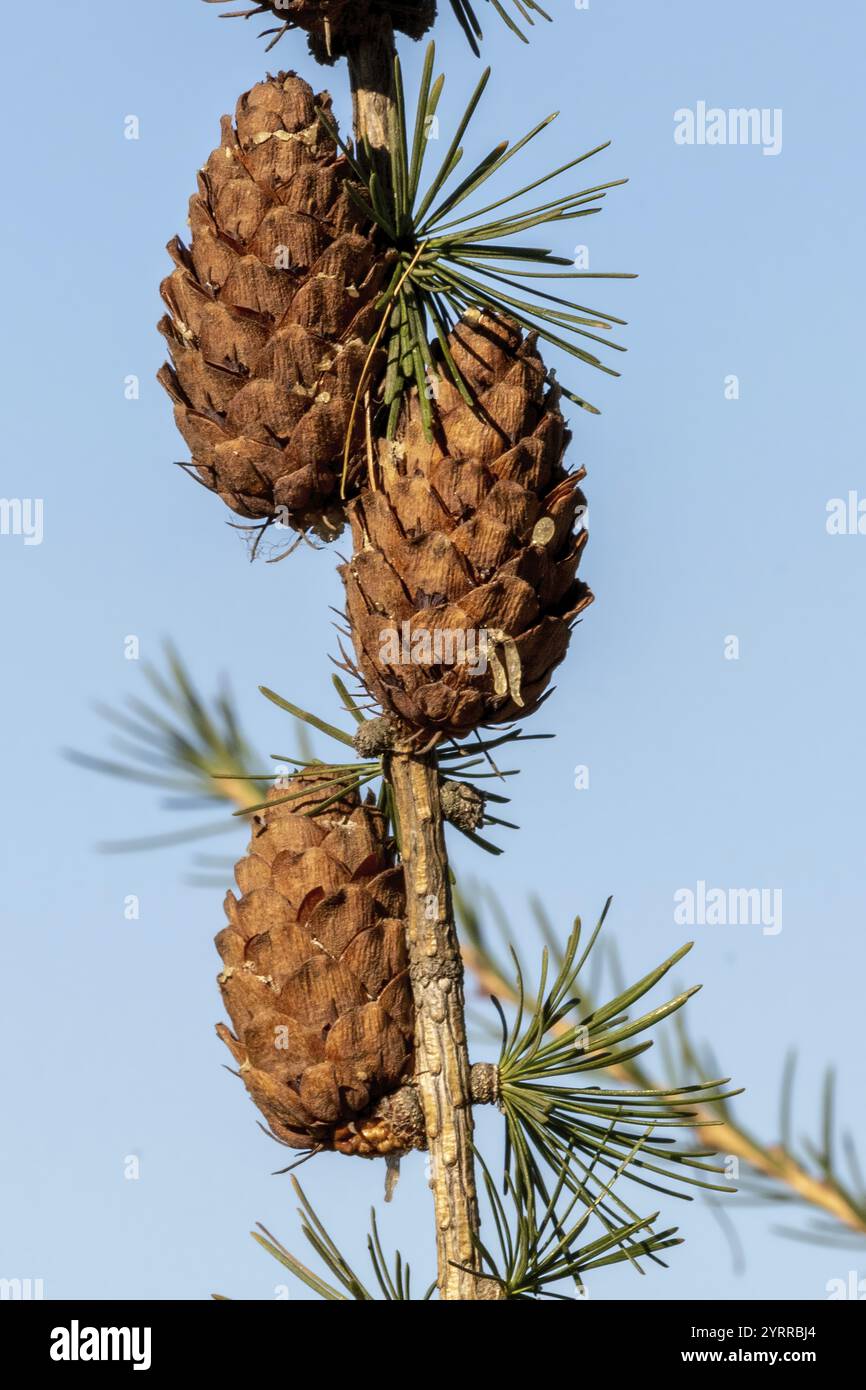 Pine cones on a branch Stock Photo