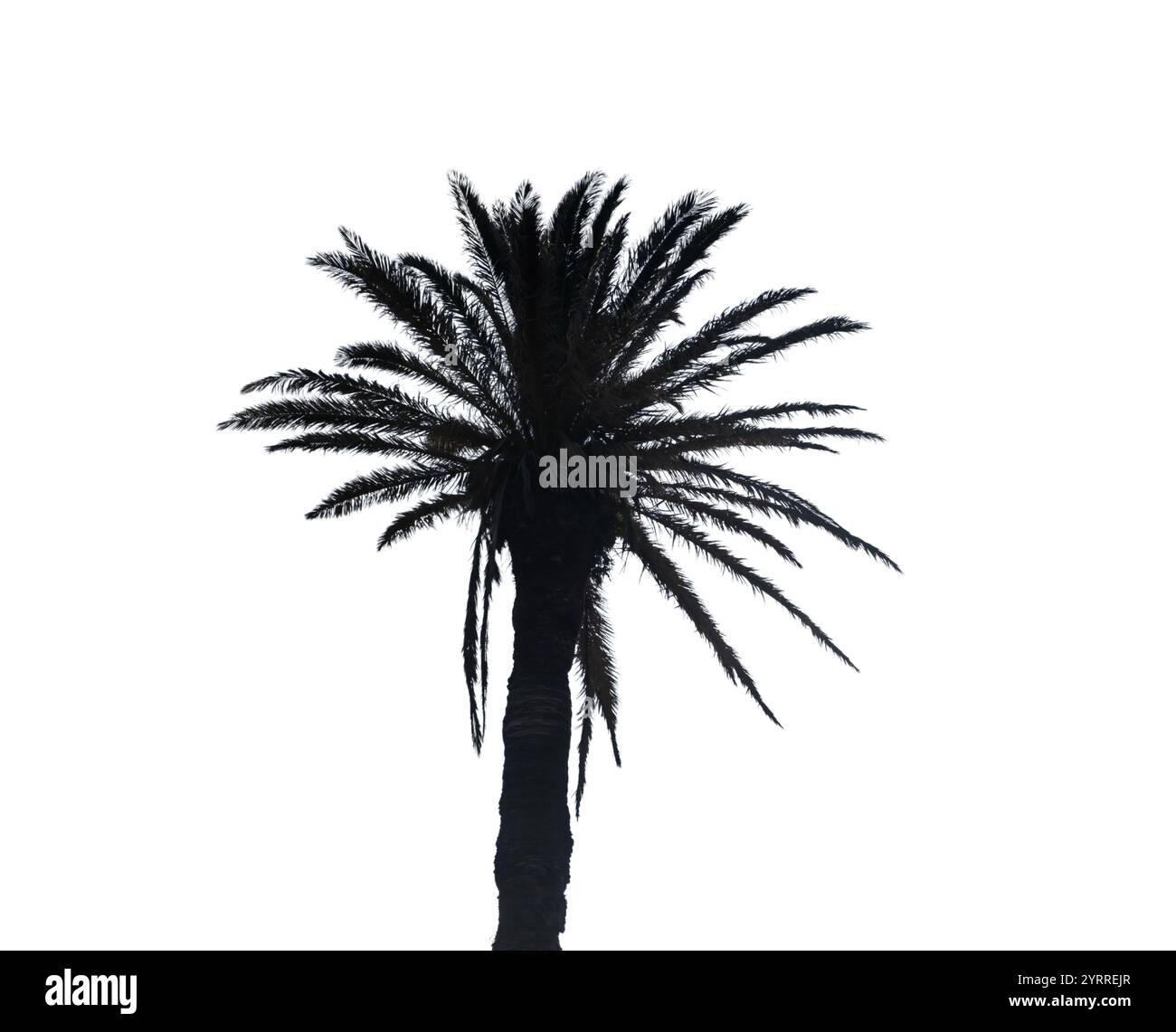 Palm trees isolated on white background, Coconut tree Stock Photo