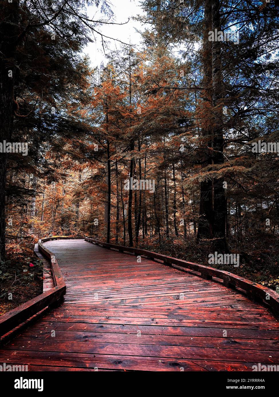 Forest walkway in a Rural forest in the PNW - Smartphone Captured Stock Image
