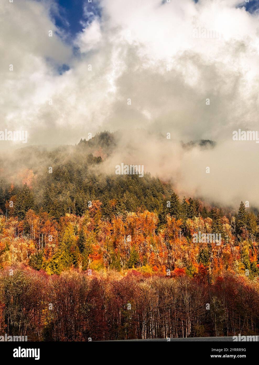 Seasonal change on a partially cloudy day in the Pacific Northwest - Smartphone Captured Stock Image