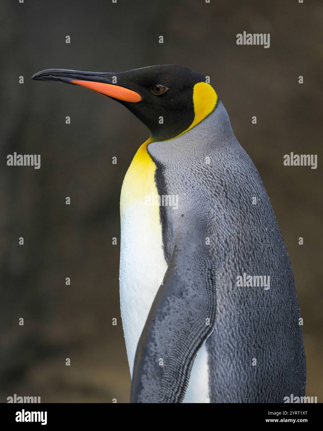 penguin-profile