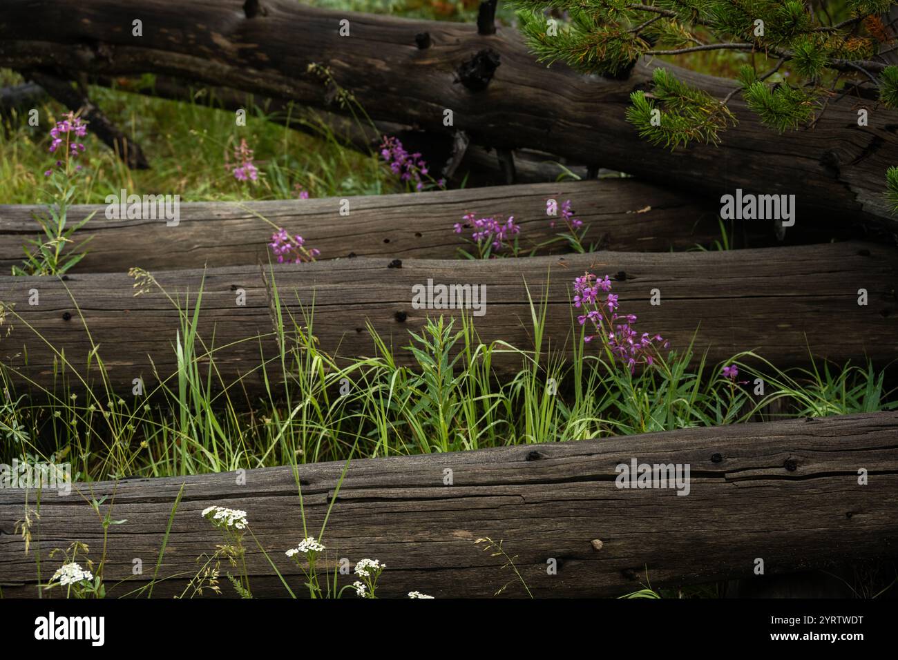 Multiple purple blooms hi-res stock photography and images - Alamy