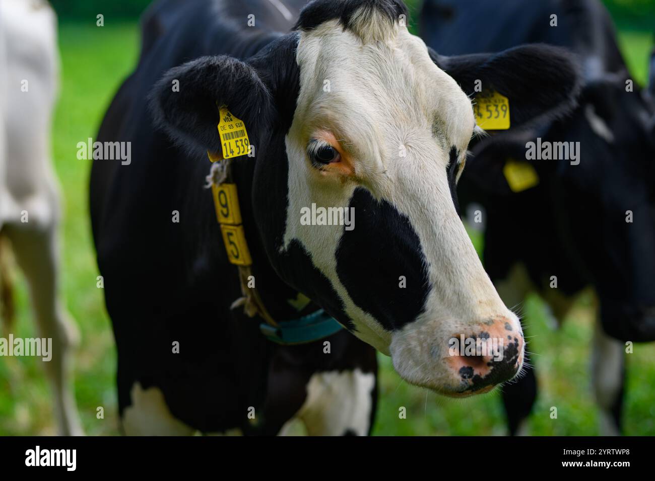 Jersey cow breeds hi-res stock photography and images - Alamy
