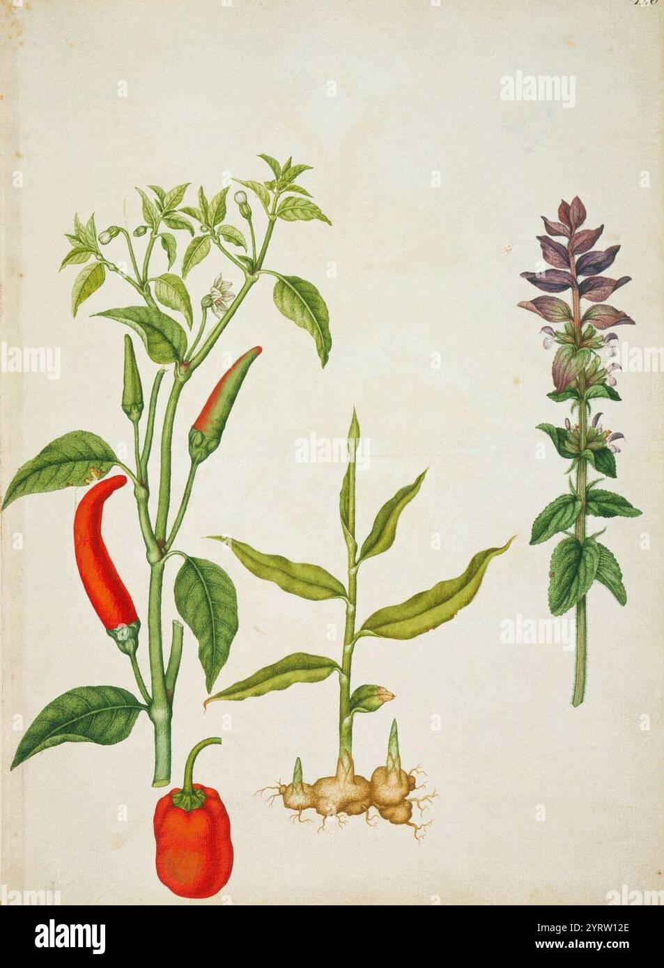 Chilli pepper, sweet pepper, ginger and clary sage ( Stock Photo