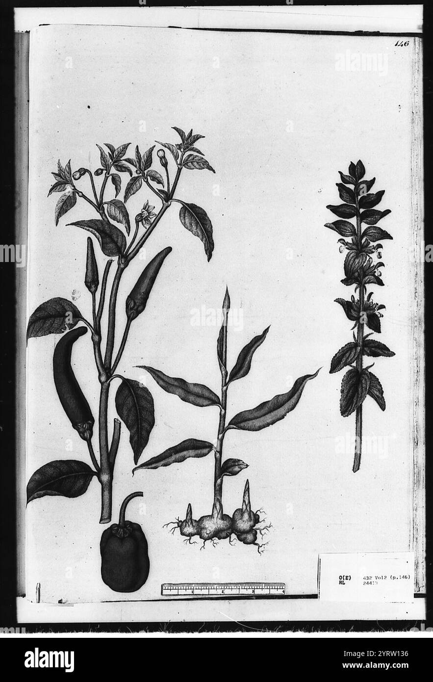 Chilli pepper, sweet pepper, ginger and clary sage ( Stock Photo