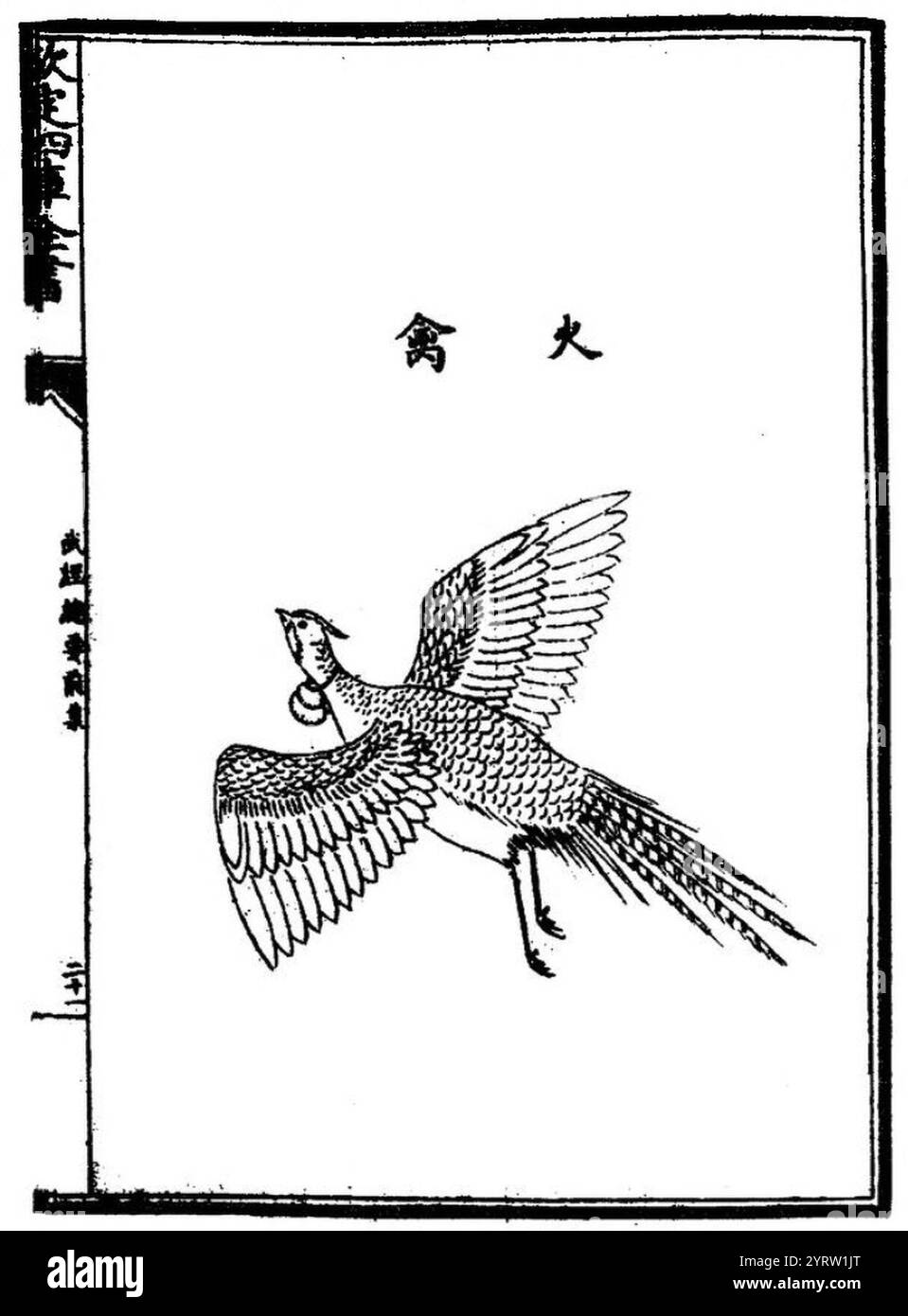 Chinese Bird with Incendiary. Stock Photo
