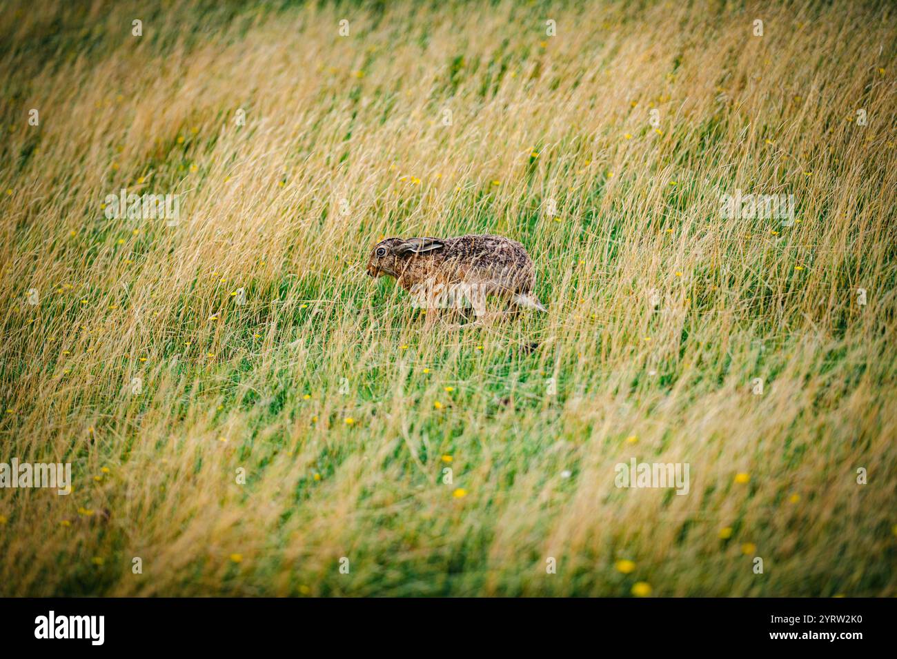 Wild Rabbit In Meadow Animals in their habitat hi-res stock photography and images - Alamy