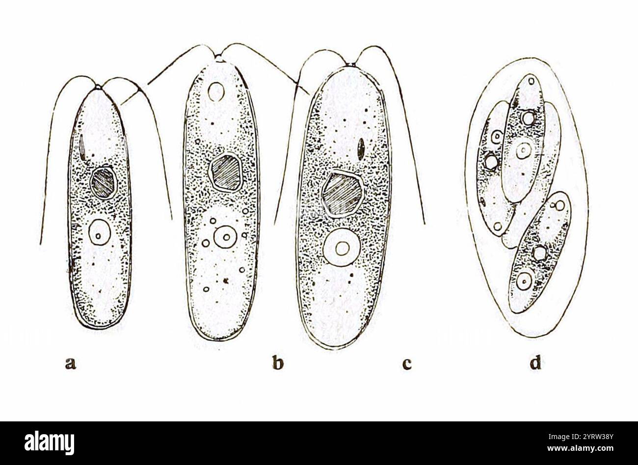Chlamydomonas cylindrica in Chodat 1921 Stock Photo - Alamy
