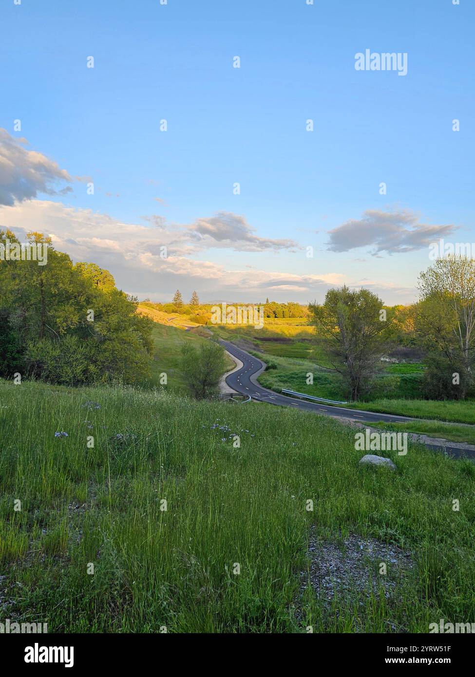 'A scenic forest trail lined with diverse trees, including lush green and silvery blue foliage, under a clear blue sky. - Smartphone Captured Stock Image
