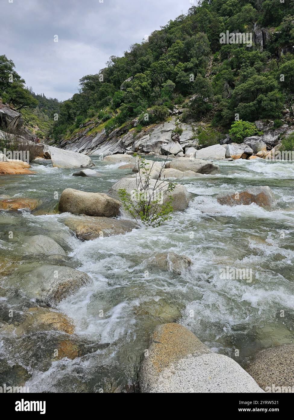 Rushing mountain river flowing through large boulders and lush greenery on a cloudy day. A peaceful, untouched natural landscape. - Smartphone Captured Stock Image