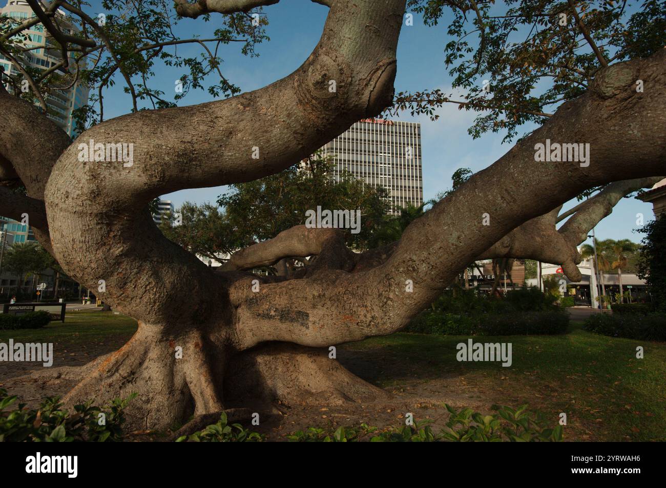 Large tree with overhanging branch hi-res stock photography and images ...