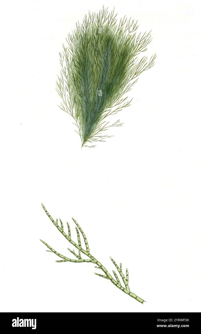 Cladophora hutchinsiae as Conferva hutchinsiae in Dillwyn Stock Photo ...