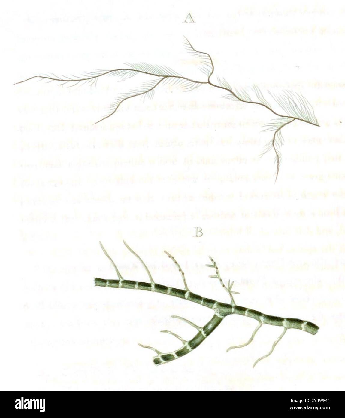 Cladophora flexuosa as Conferva flexuosa in Dillwyn Stock Photo - Alamy