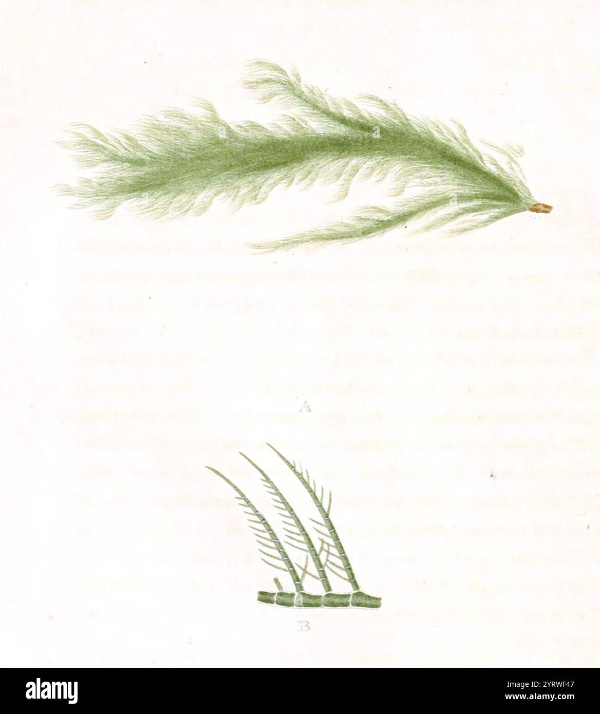 Laetevirens hi-res stock photography and images - Alamy