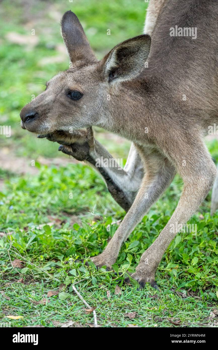Eastern grey kangaroo (Macropus giganteus) stretching and scratching ...