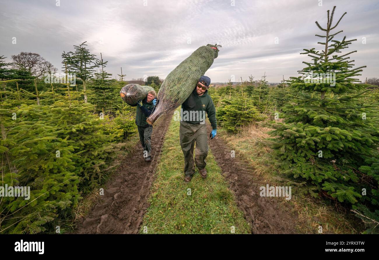 Matty Wilkinson (left) and Patrick Gough, harvest Christmas trees are