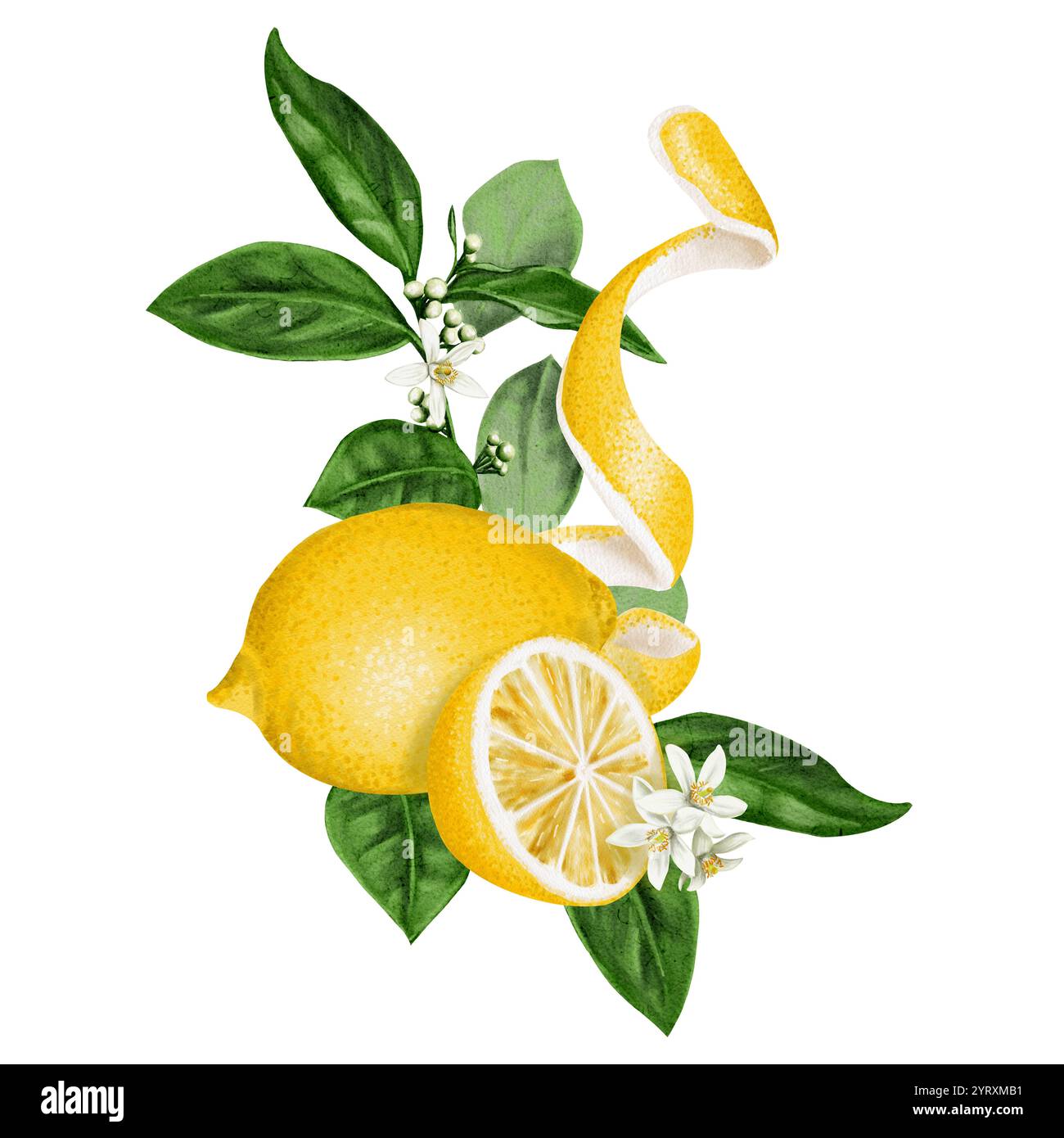 lemon and half a lemon on leaves and branches. Citrus. Composition with ...