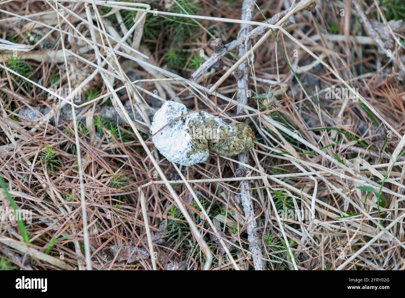 Auerhahn Losung, Tetrao urogallus, western capercaillie Stock Photo
