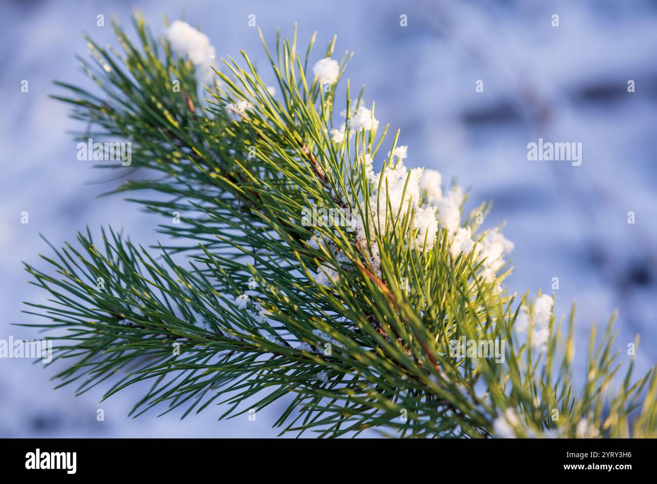 Green pine tree branch with long needles is covered with fresh white ...