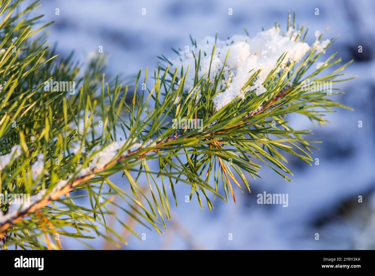 Coniferous branch with long needles covered with white fluffy snow hi ...