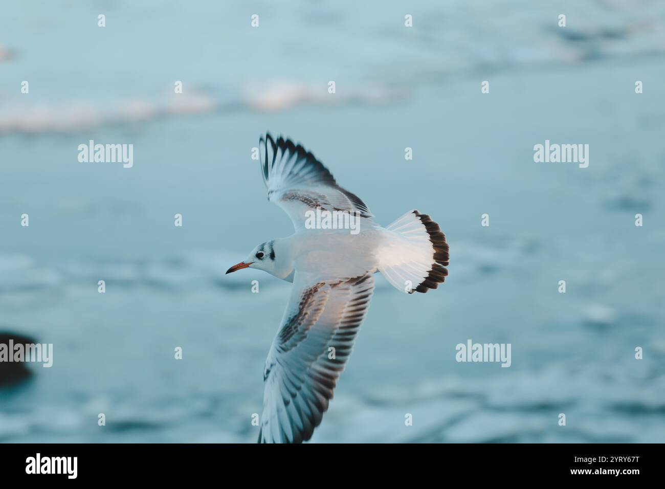 Seagulls in winter lake Stock Photo