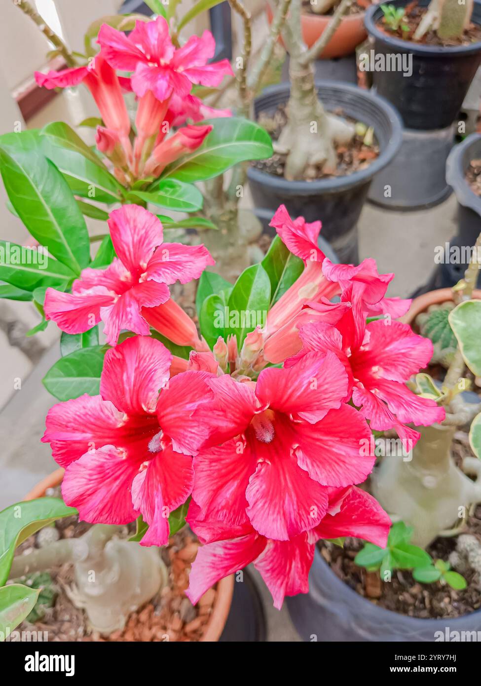 Mock Azalea Flower of Adenium at Thai.(Desert Rose, Impala Lily, Mock Azalea Stock ...