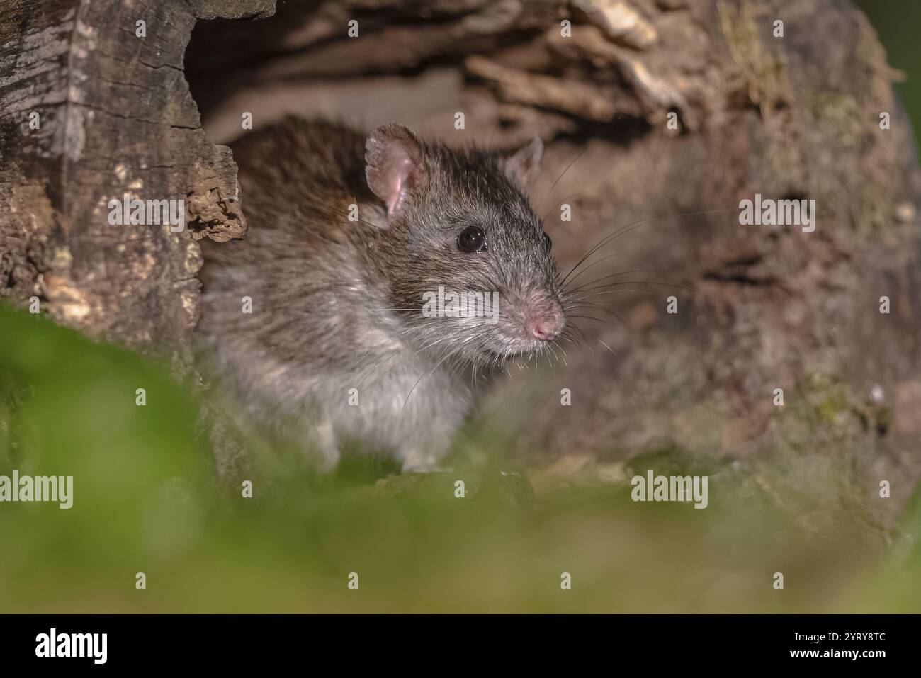 Walking field mouse cute hi-res stock photography and images - Alamy