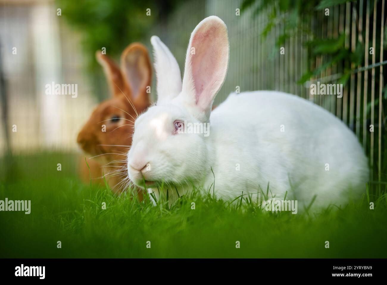 White and brown rabbits resting on the grass in a garden, showcasing the peaceful nature of domestic rabbits. Stock Photo