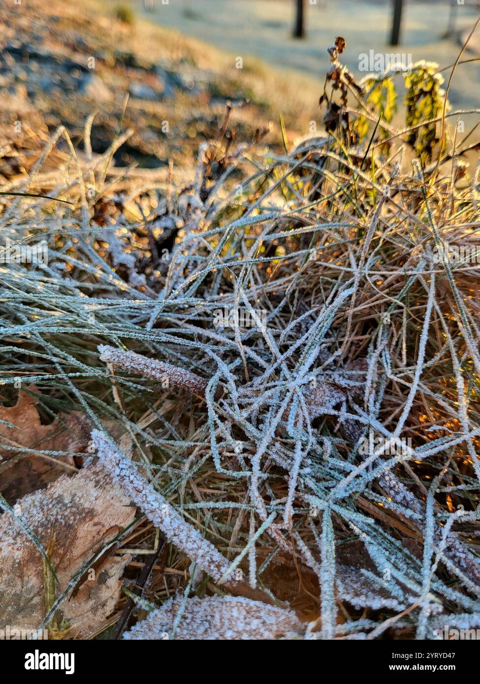 Leaves and grass with frost - Smartphone Captured Stock Image