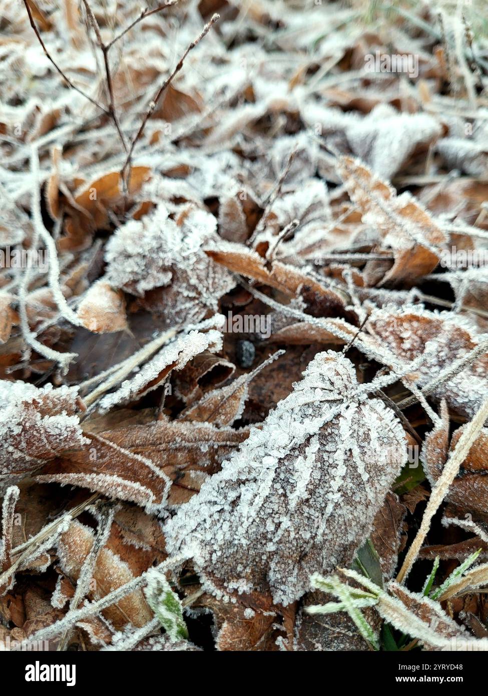 Frost on grass and leaves - Smartphone Captured Stock Image