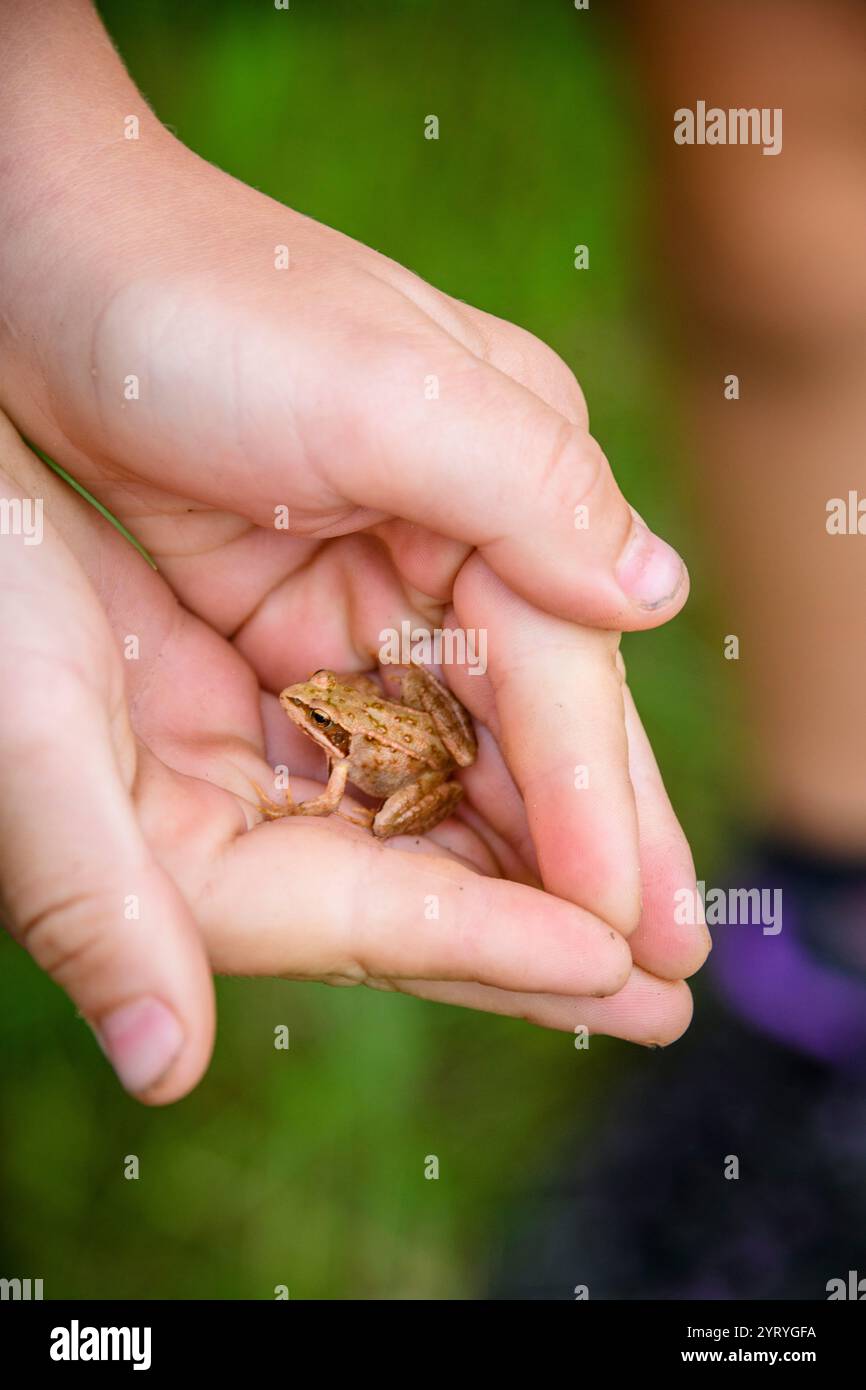 Child’s hands gently holding a small frog outdoors, highlighting curiosity, nature exploration, and wildlife appreciation. Stock Photo