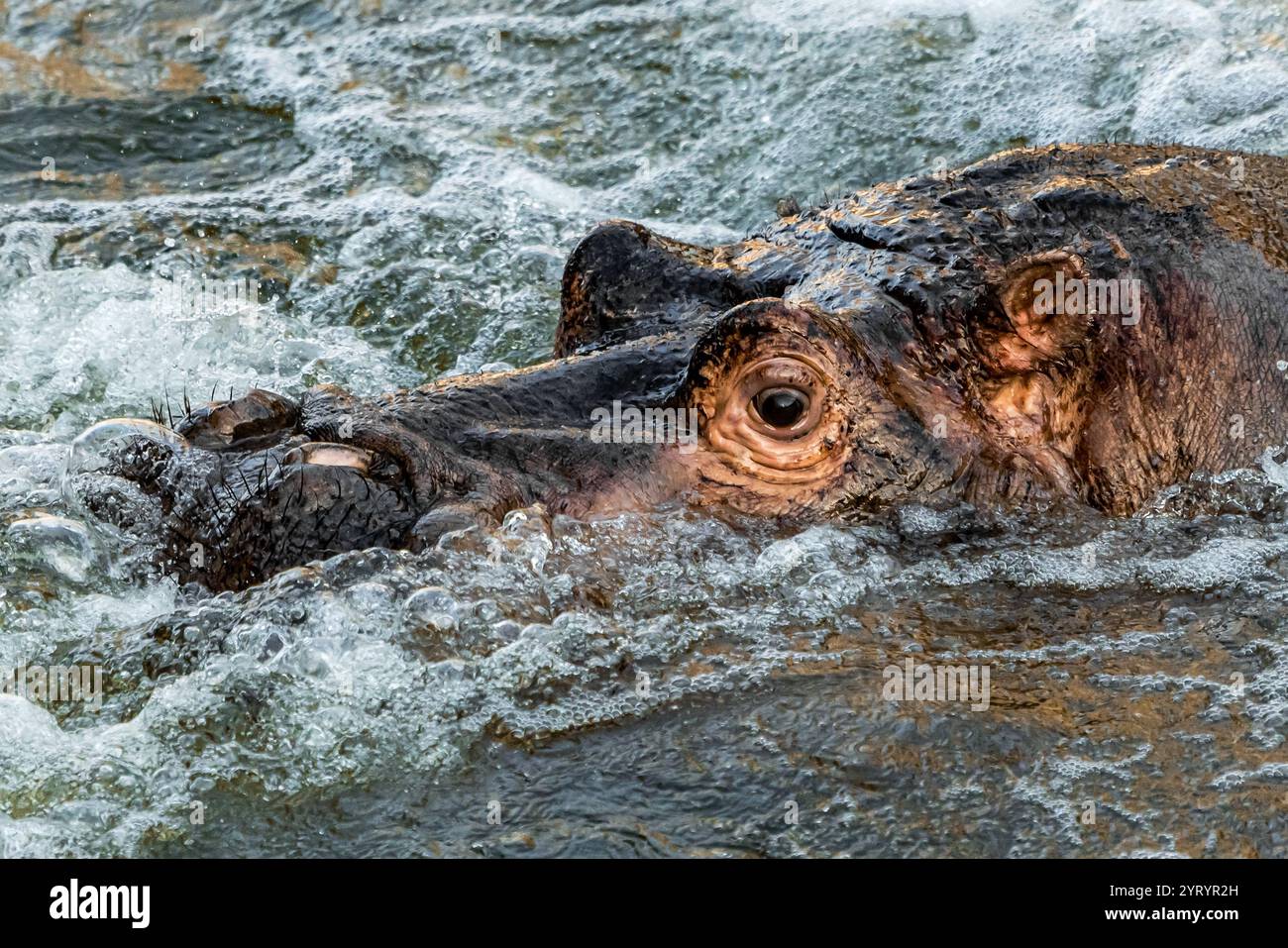 Berlin, Germany. 05th Dec, 2024. Hippopotamus Bouli floats in the water in the Hippo Bay enclosure at Betlin Zoo. The 12-year-old hippopotamus bull Bouli is a new arrival from Ostrava Zoo. Credit: Carsten Koall/dpa/Alamy Live News Stock Photo